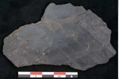 Foto (Detailansicht) von Flabellaria sublongirhachis Ettingshausen (NHMW-GEO-2024-0188-10245)